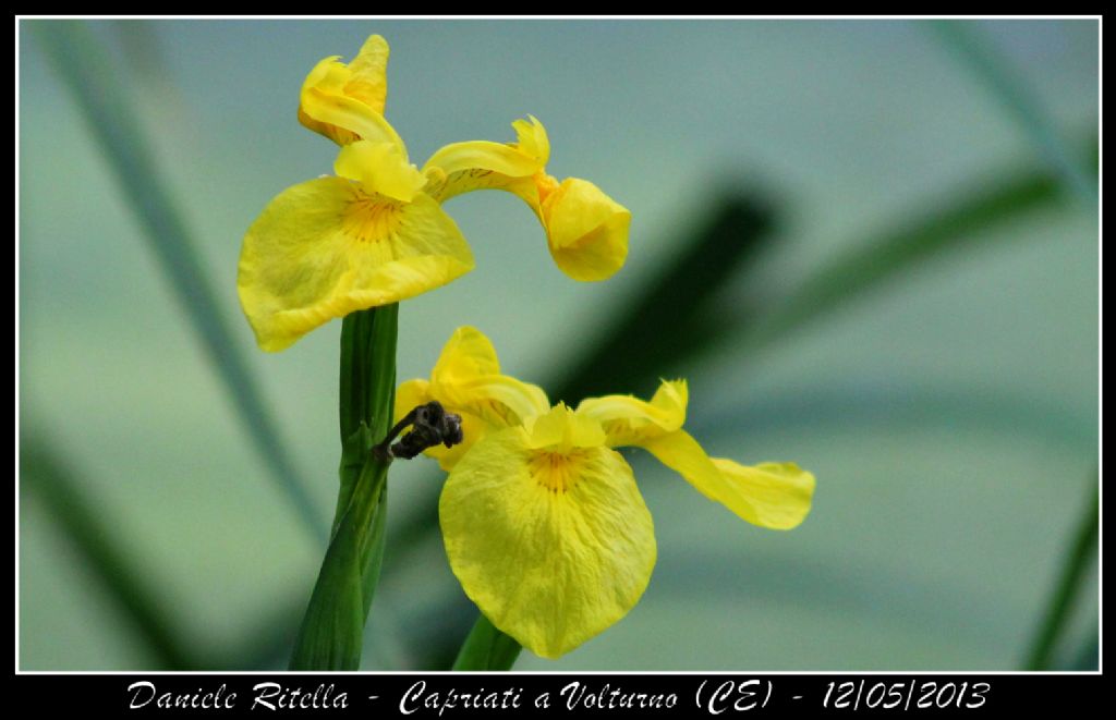 Capriati a Volturno (CE) - Iris pseudacorus